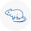Rat Control Morley