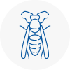 Morley Wasp Nest Removal
